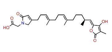 Ircinialactam B